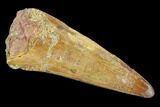 Spinosaurus Tooth - Real Dinosaur Tooth #107761-1
